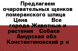 Предлагаем очаровательных щенков померанского шпица › Цена ­ 15 000 - Все города Животные и растения » Собаки   . Амурская обл.,Константиновский р-н